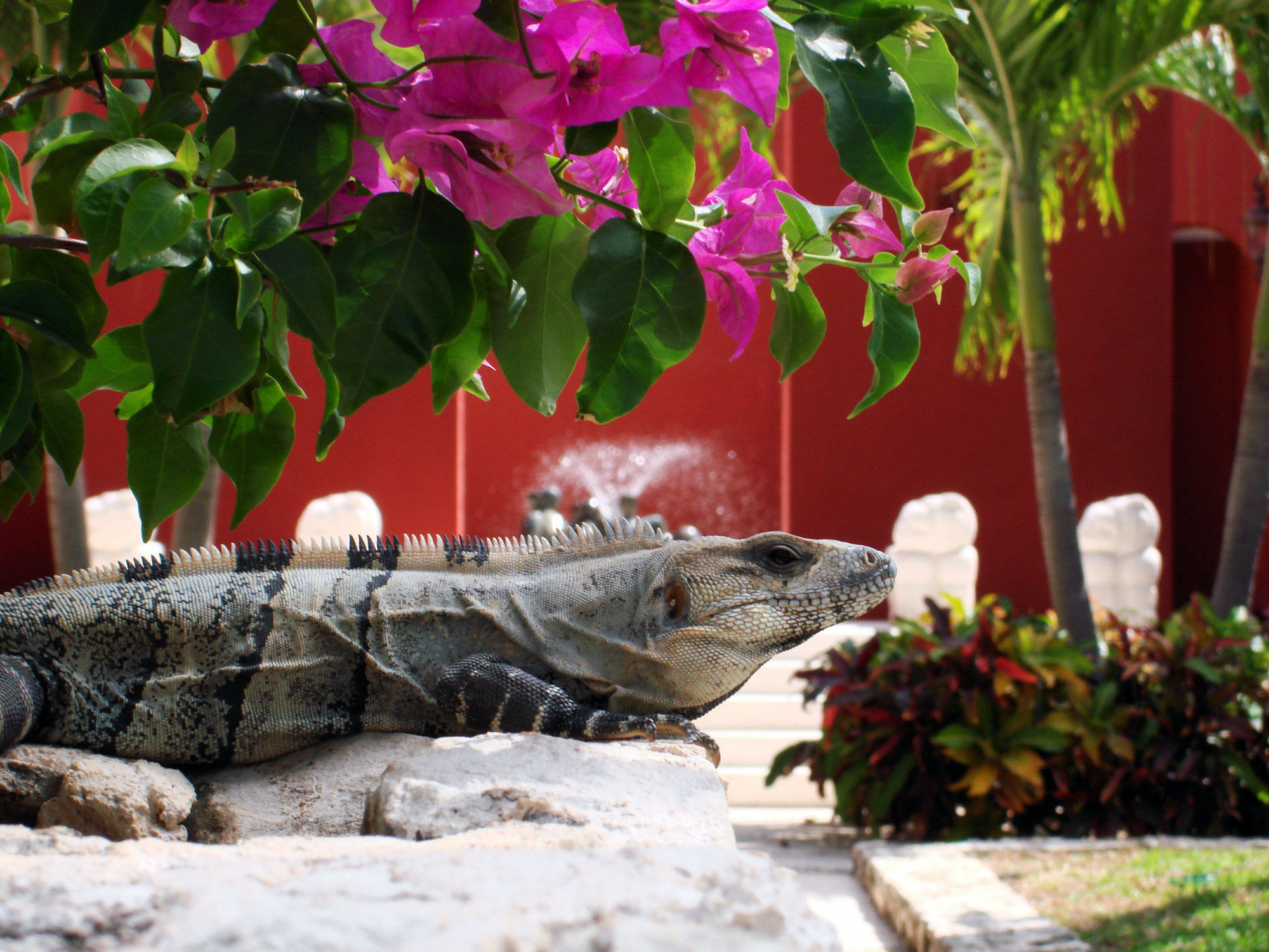 Paraiso De La Bonita Adult All-Inclusive, A Luxury Collection Resort Puerto Morelos Ανέσεις φωτογραφία